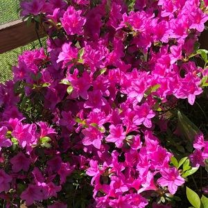 Meet your Posher, Iris